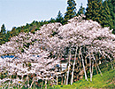 Garyu-Sakura